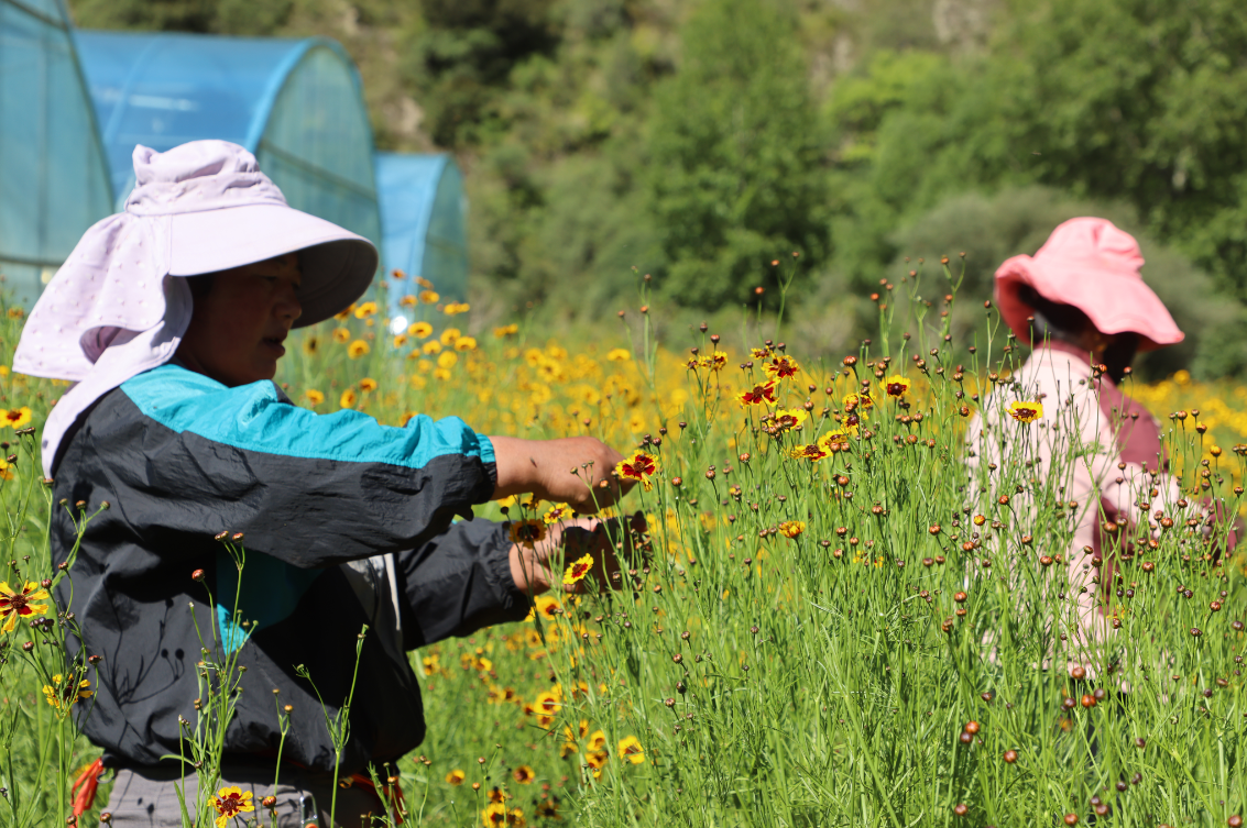 支持?jǐn)U大雪菊種植300畝、藜麥200畝，助力當(dāng)?shù)厝罕娫鍪? class=
